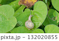 A snail crawling on a leaf in the field 132020855