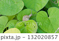 A snail crawling on a leaf in the field 132020857