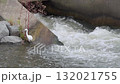 Little egret searching for fish in the river 132021755