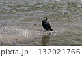 A cormorant resting on a riverbank 132021766