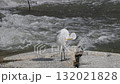 Great Egret preening at a river dam 132021828