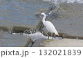 Little egret looking for fish in the river 132021839