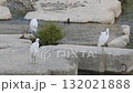 Little egrets gathering at a river dam 132021888