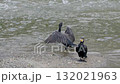 A cormorant drying its wings on a riverbank 132021963