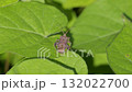 Ground cherry bug resting on a leaf 132022700
