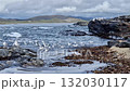 Seagulls feeding at Carrickfad, Portnoo beach in County Donegal, Ireland. 132030117