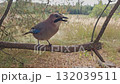 A jay with a nut in its beak on a tree branch in the forest. 132039511