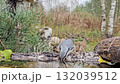 A nuthatch, a small, agile tit, drinks water from a natural pond on an autumn day 132039512