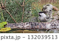 The brown-headed tit, a small, agile bird, drinks water from a natural pond on an autumn day 132039513