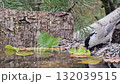 The brown-headed nutcracker, (lat. Poecile montanus), a small mobile titmouse drinks water from a natural reservoir on an autumn day. 132039515