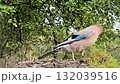 Jay (also common jay lat. Garrulus glandarius) is a bird of the genus of jays of the Vranov family in the garden 132039516