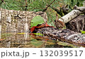 The wren, or nutlet (Latin Troglodytes troglodytes) is a species of bird in the family of wrens (Troglodytidae) in a natural reservoir. 132039517