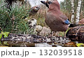 Jay - a bird on a natural pond drinking water on an autumn day. 132039518