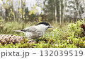 Brown-headed nut, or puffy (lat. Poecile montanus), the Great Tit, or the big Tit (Latin: Parus major), are small mobile birds at the feeder on an autumn day 132039519