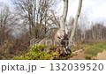 Jay (also common jay also carica Latin: Garrulus glandarius) is a bird at a bird feeder on an autumn day 132039520