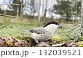 Small different birds on a bird feeder in close-up, eating seeds. Autumn day in nature. 132039521