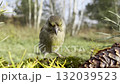 A common greenfinch, a bird on a feeder in close-up, eating seeds 132039523