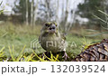 The common greenfinch (Chloris chloris) is a close-up of a bird on a feeder 132039524