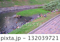Ducks swim and gather on the river bank. Nature and wildlife flourish. 132039721