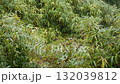 Rain Falling on Bamboo Grass A 132039812
