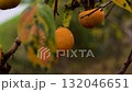 Persimmon tree, autumn, fruit, season, Japan, countryside, suburbs 132046651