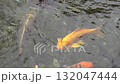静岡県浜松市　鯉のいる池　スローモーション 132047444