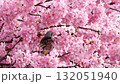 春天的櫻花河津櫻和棕耳鵯 132051940