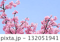 春天美麗的河津櫻花 132051941