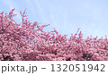 春天美麗的河津櫻花 132051942