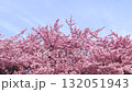 春天美麗的河津櫻花 132051943