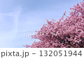 春天美麗的河津櫻花 132051944