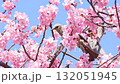 春天美麗的河津櫻花和鵯 132051945