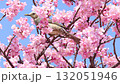 春天美麗的河津櫻花和鵯 132051946