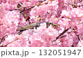 春天的櫻花河津櫻和棕耳鵯 132051947