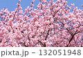 春天美麗的河津櫻花 132051948