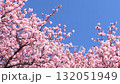 春天美麗的河津櫻花 132051949