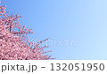 春天美麗的河津櫻花 132051950