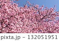 春天美麗的河津櫻花 132051951