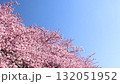 春天美麗的河津櫻花 132051952