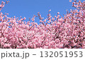 春天美麗的河津櫻花 132051953