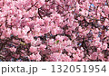 春季櫻花：河津櫻花與繡眼鳥 132051954