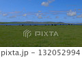 Black Aberdeen Angus cattle graze in the coastal meadows of the Scottish Highlands on a beautiful sunny day. 132052994