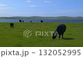 Black Aberdeen Angus cattle graze in the coastal meadows of the Scottish Highlands on a beautiful sunny day. 132052995