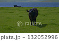 Black Aberdeen Angus cattle graze in the coastal meadows of the Scottish Highlands on a beautiful sunny day. 132052996