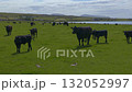 Black Aberdeen Angus cattle graze in the coastal meadows of the Scottish Highlands on a beautiful sunny day. 132052997