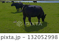 Black Aberdeen Angus cattle graze in the coastal meadows of the Scottish Highlands on a beautiful sunny day. 132052998