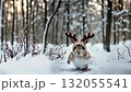 Bunny in a reindeer costume | Jumping and running on gift boxes (silent) 132055541