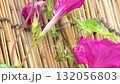 Morning glory 132056803