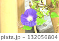 Morning glory 132056804