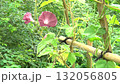 Morning glory 132056805
